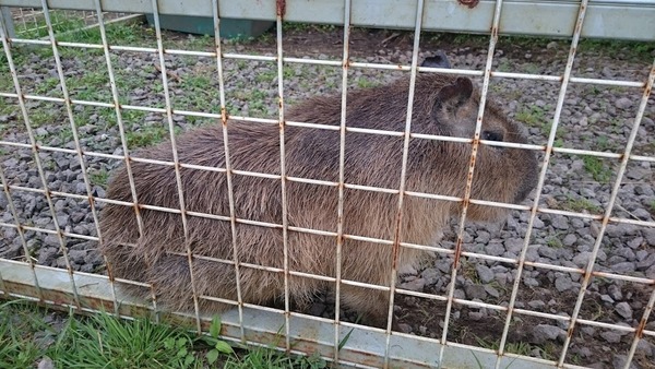 porotozoo09