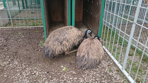 porotozoo10