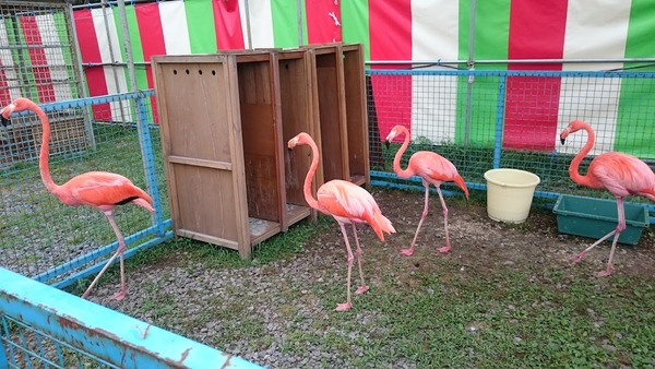 porotozoo13