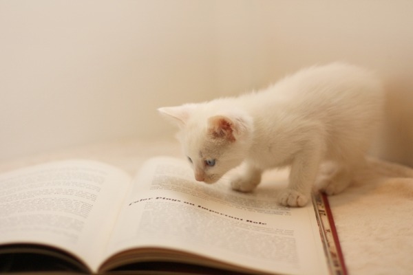kittyreads