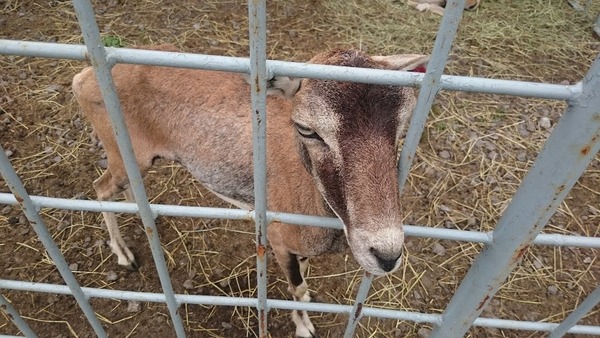 porotozoo08