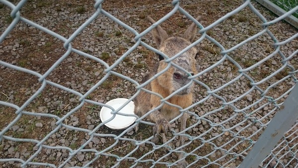 porotozoo07