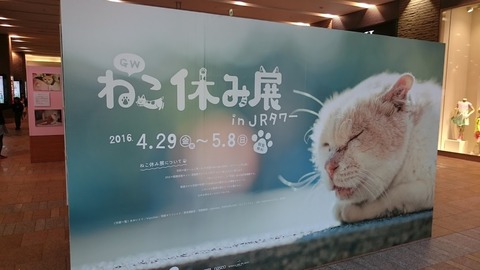 nekoyasumi01