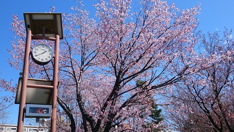 nakajimapark12