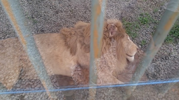 porotozoo04