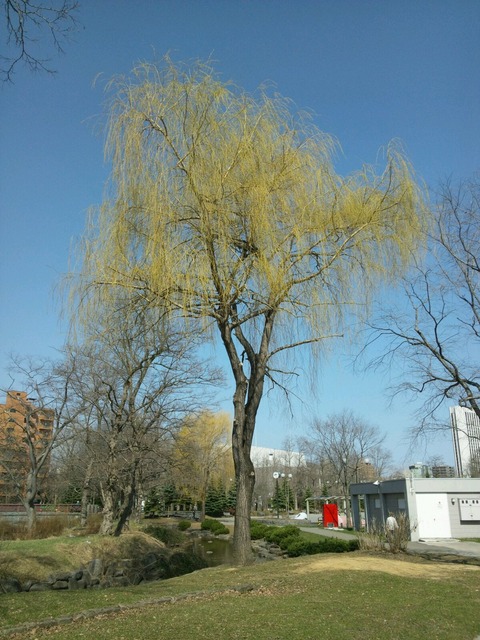 yanagi