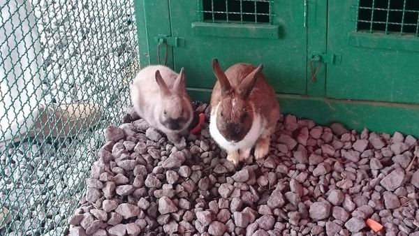 porotozoo17