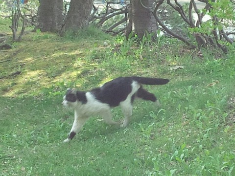 nushi3