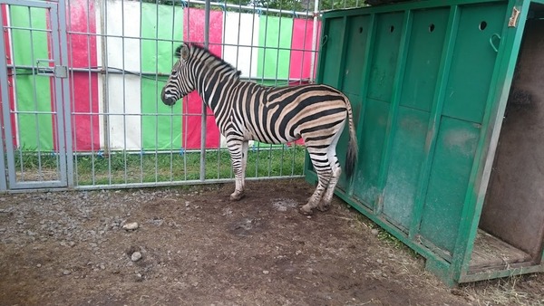 porotozoo11