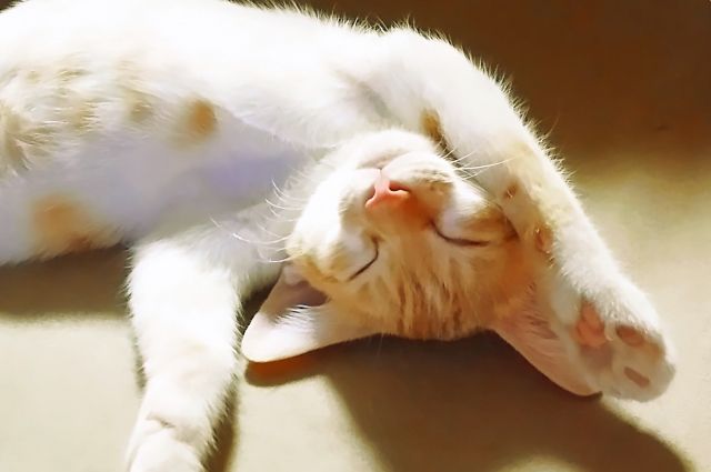 心からうらやましいと思った 捨て猫に拾われた男 Worlds End セミリタイアな日々 心からうらやましいと思った 捨て猫に拾われた男 Worlds End セミリタイアな日々