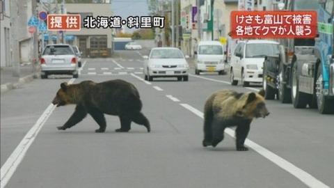 クマが人を襲う