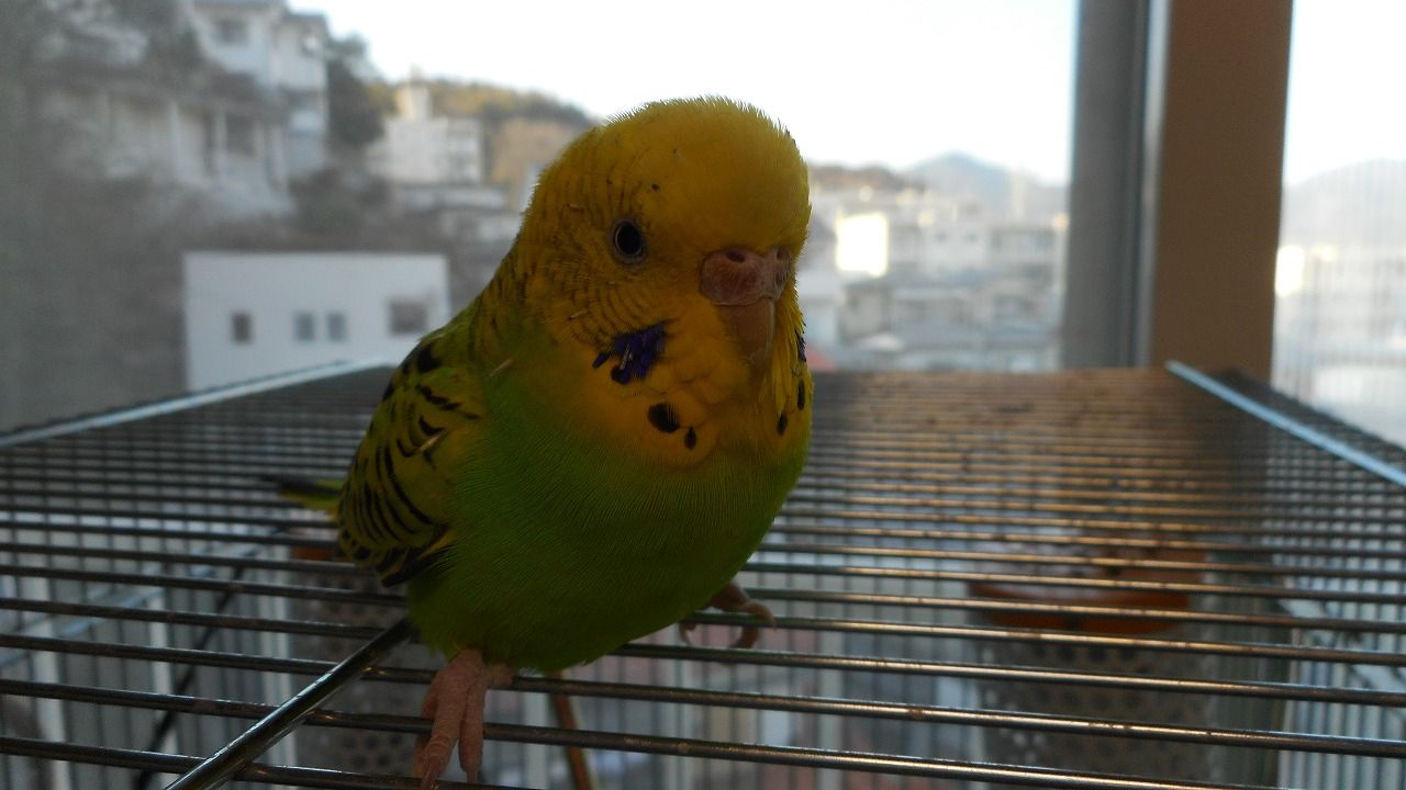 ひまいんこ 点点とガサオ ひまいんこ 点点とガサオ