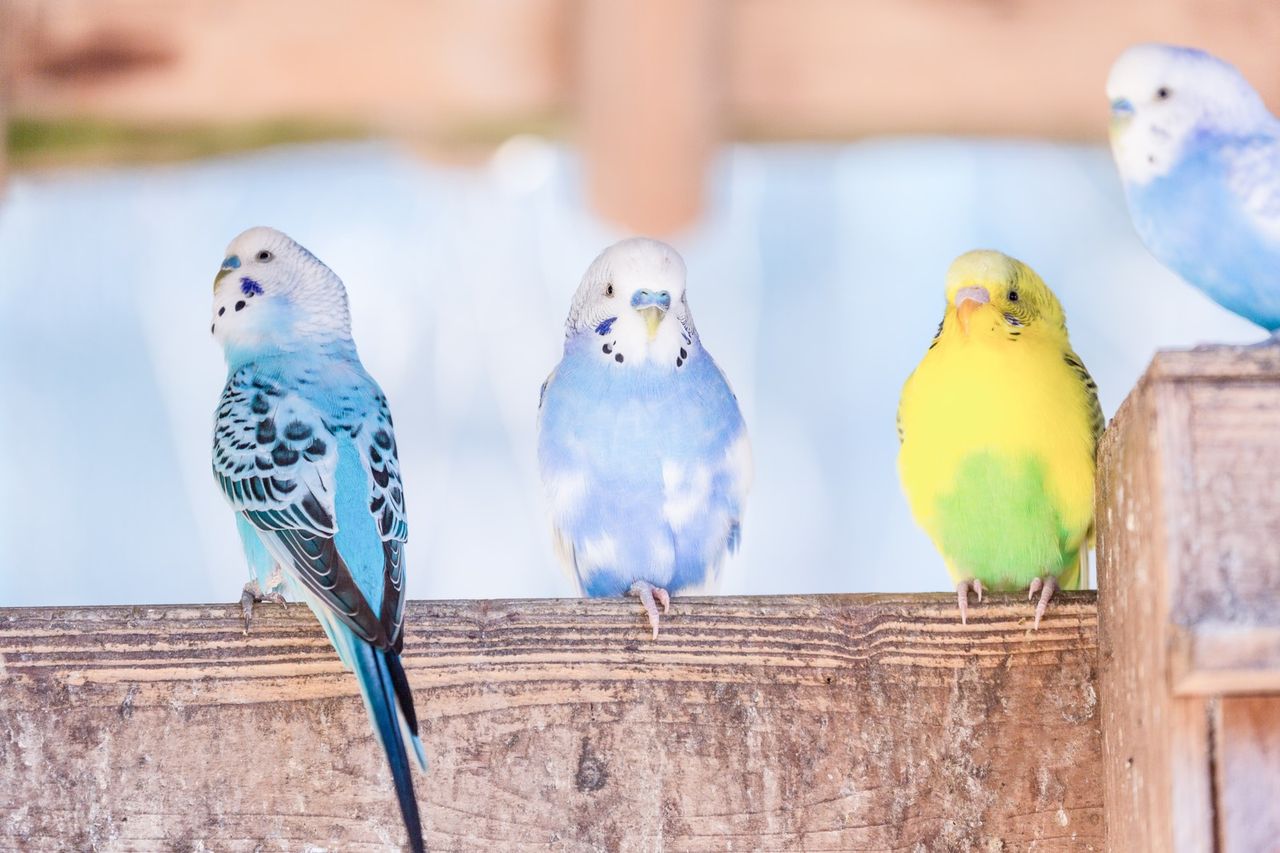 セキセイインコがペレットを食べない件 仮設ブログ