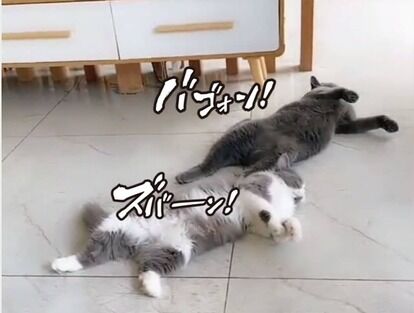 可愛い この犬とネコの動画みたらまじで癒されんぜwwwww ヲタクnews速報