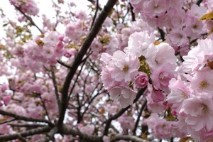 DSC00007