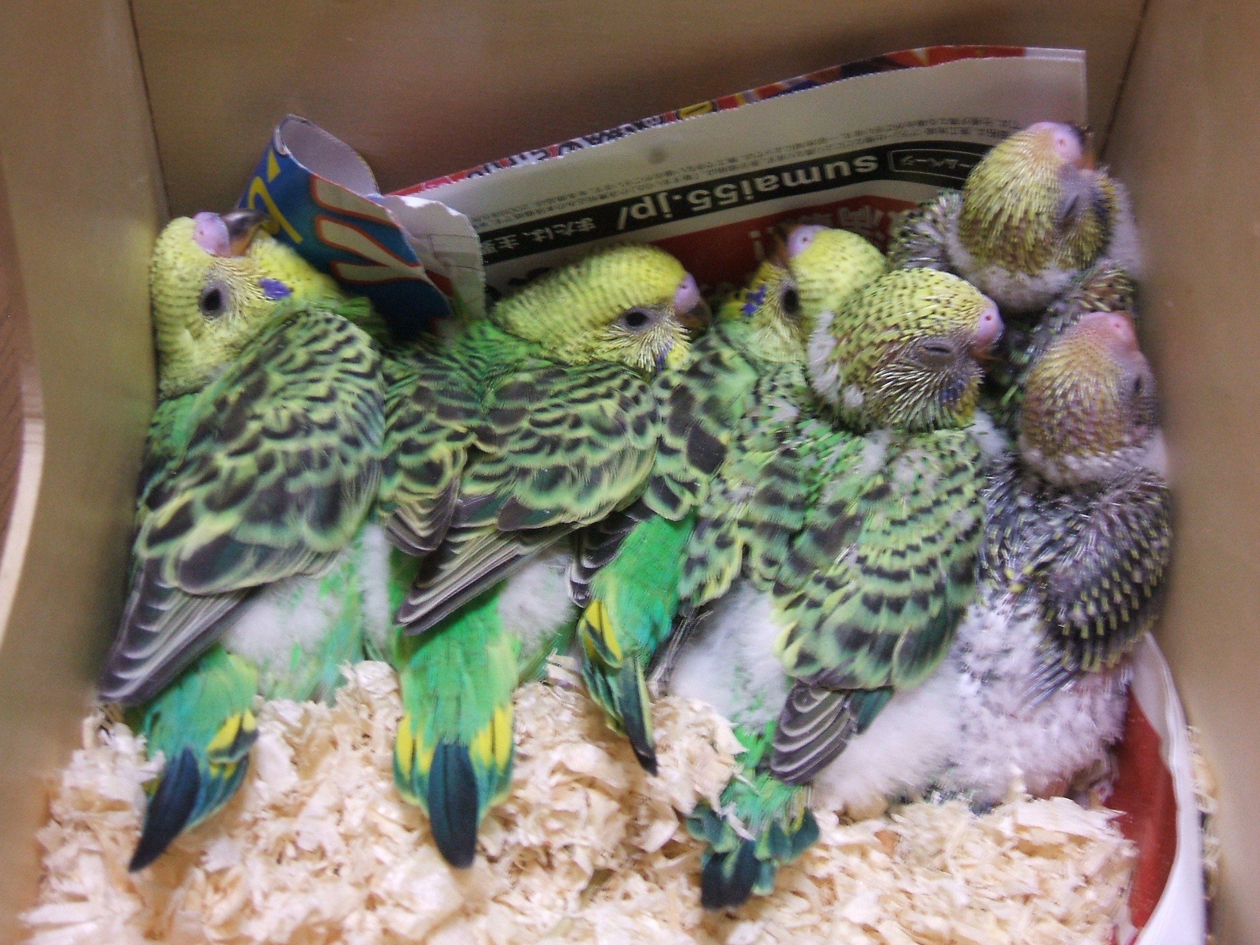 インコの６人兄弟が生まれました ｗｐｊのおもちゃ箱