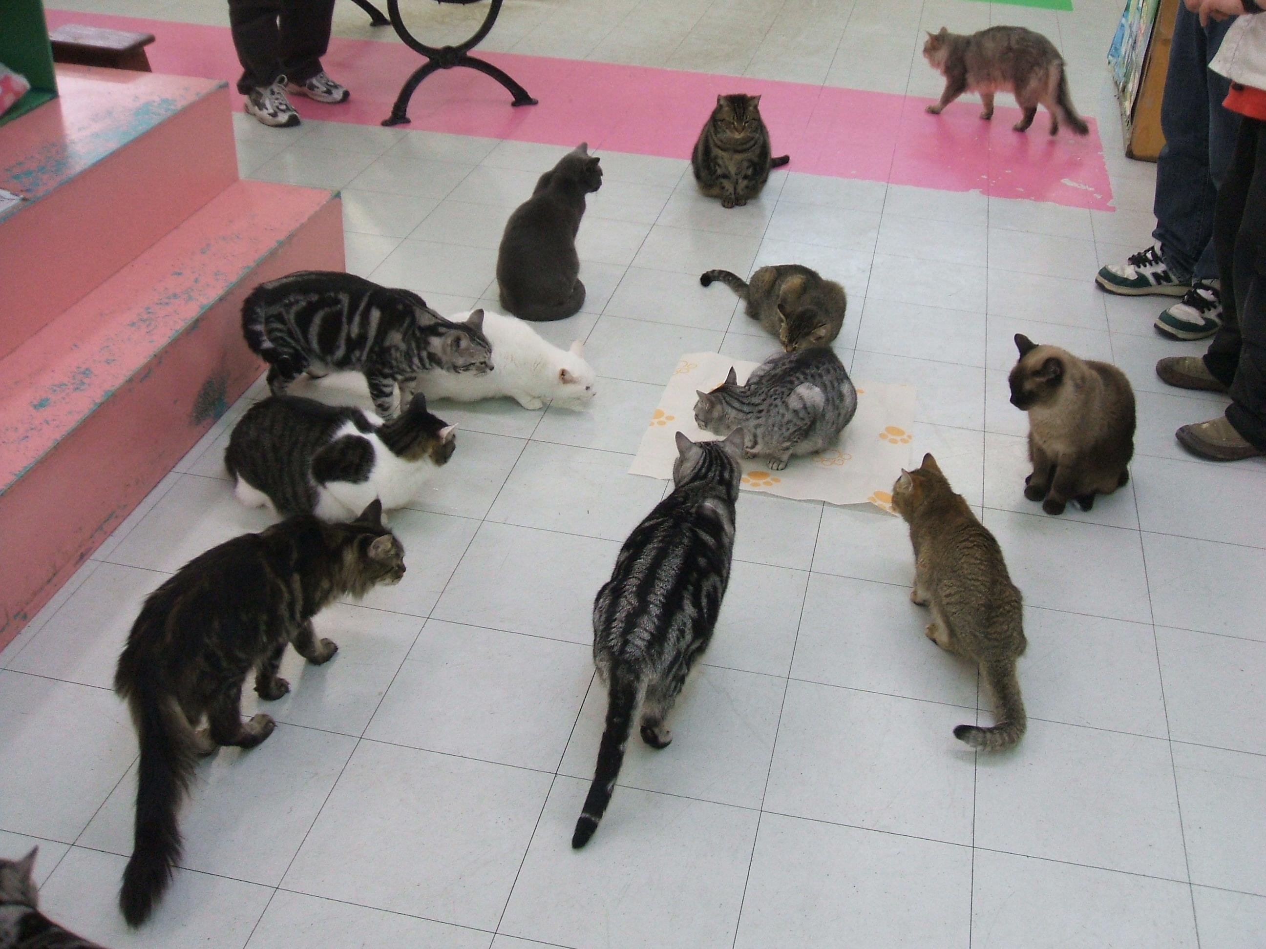 猫だ ｐａｒｋ だよ ｗｐｊのおもちゃ箱