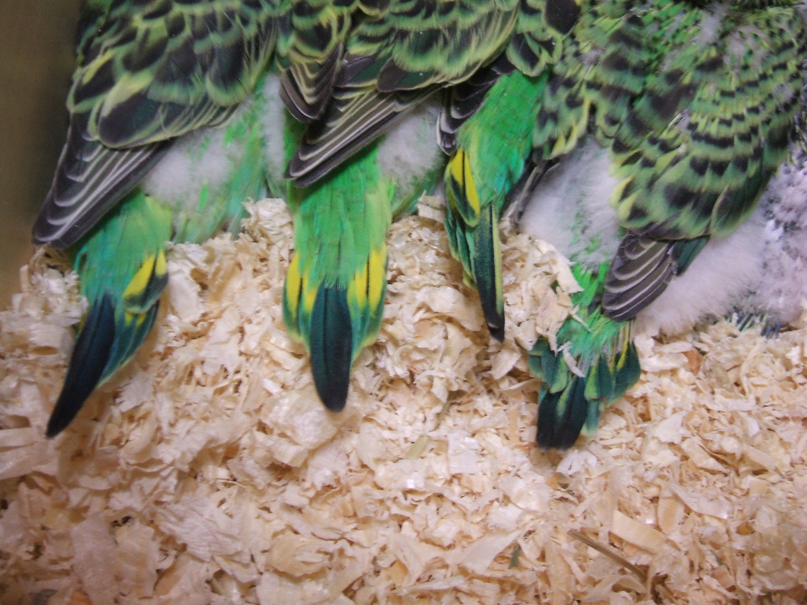 インコの６人兄弟が生まれました ｗｐｊのおもちゃ箱