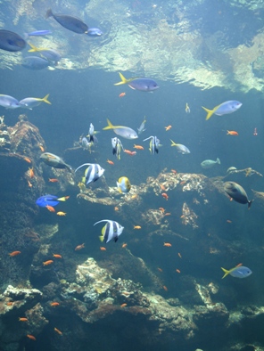 fish