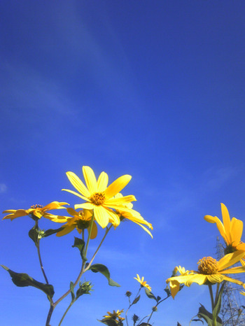 fallsky