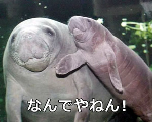 なんでやねん