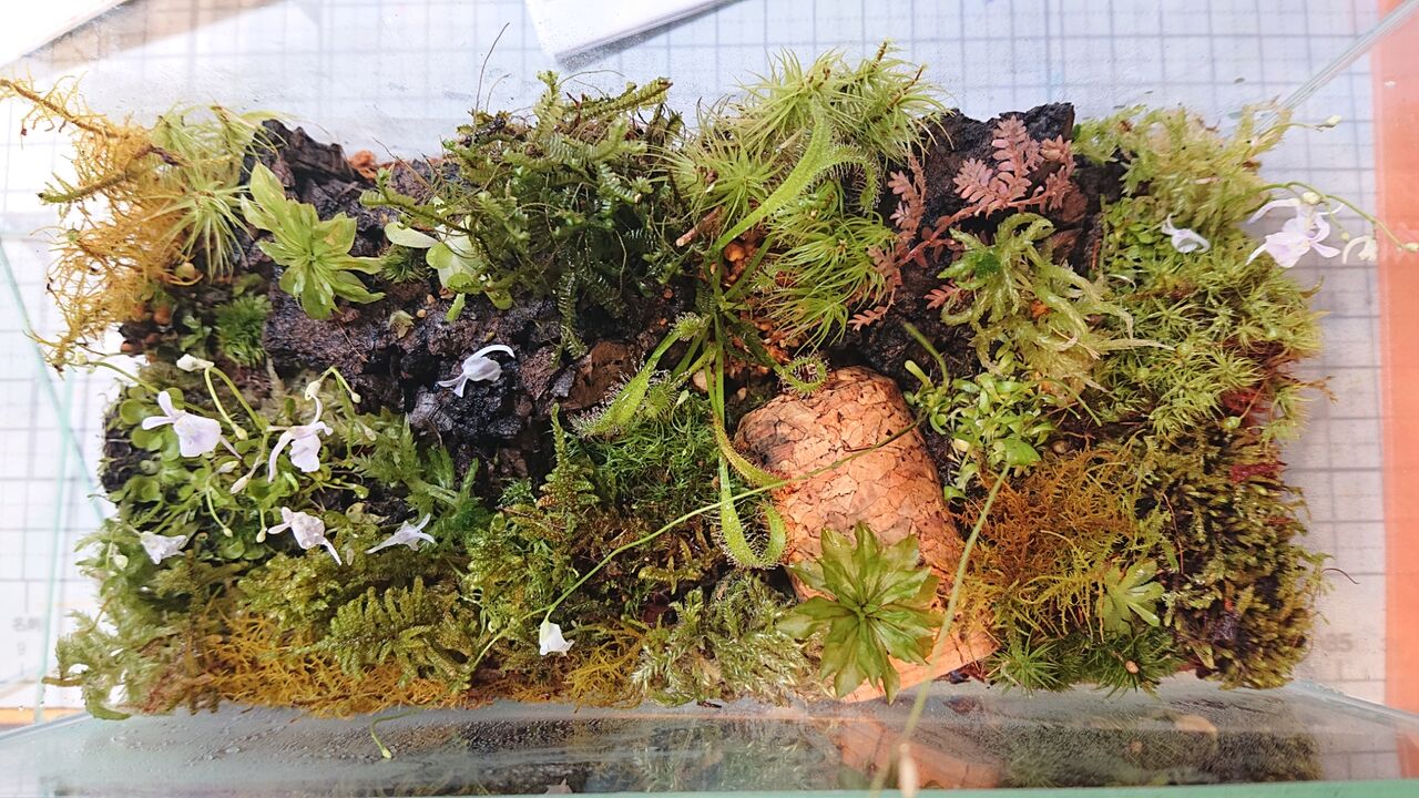 No.258 苔アート 苔テラリウム 食虫植物 完成品 【公式通販】