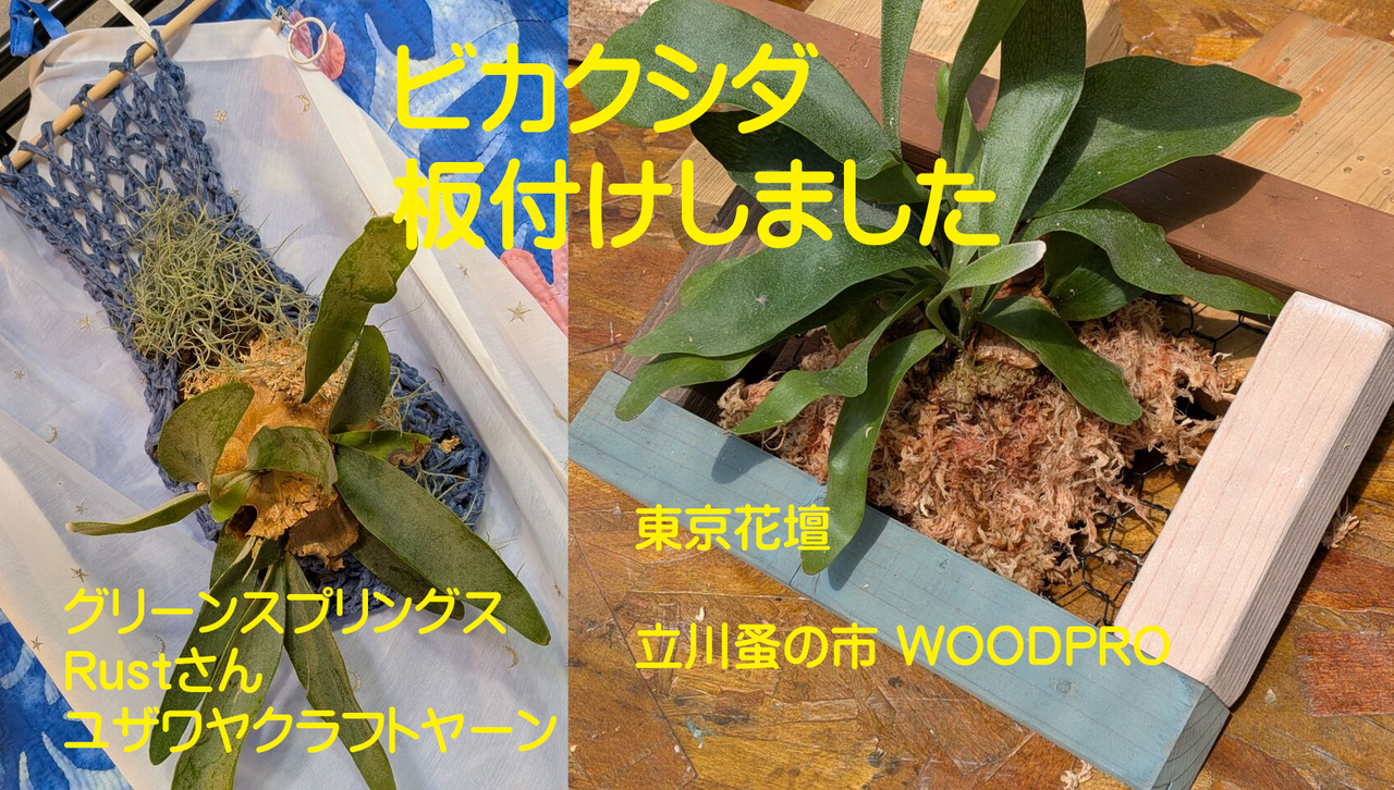 ビカクシダ コルク材付き ベイチー ビカクシダ （コウモリラン）ネザーランド ベイチー 板付にチャレンジ