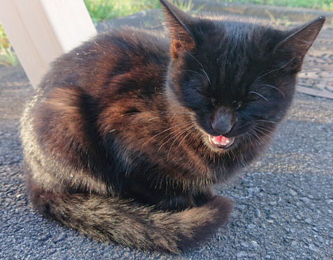 迷い猫C006