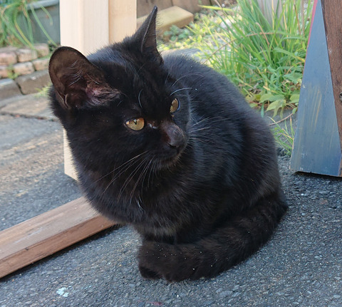 迷い猫C007