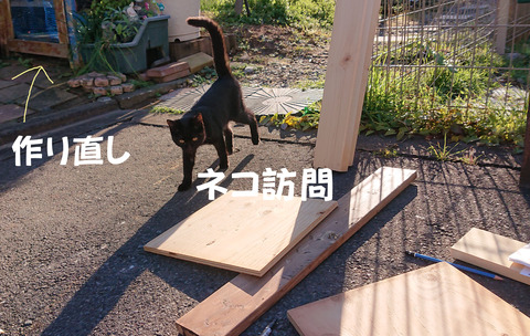 迷い猫A001