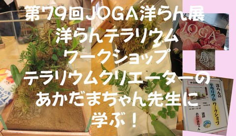 洋らんテラリウム JOGA洋らん展001