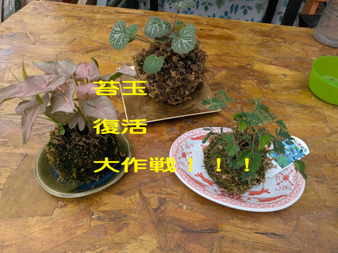 20250531ｄ001