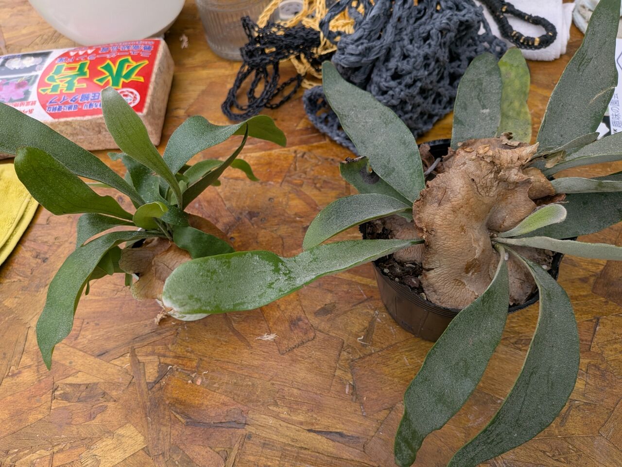 ビカクシダ （コウモリラン）ネザーランド ベイチー 板付にチャレンジ