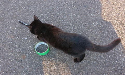 迷い猫C005
