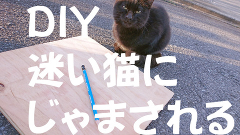 迷い猫B001