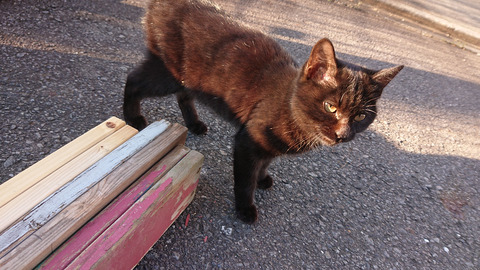 迷い猫C004