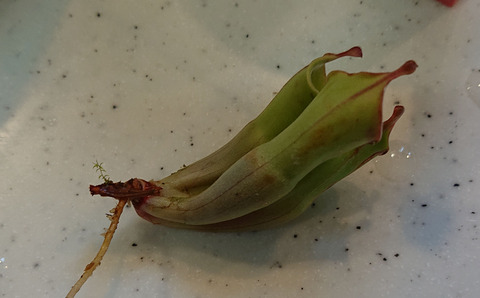 ガーデニング春a008