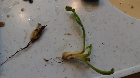 ガーデニング春a010