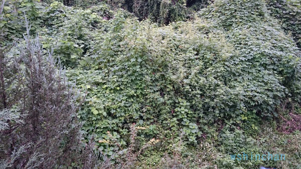 秋の花粉が半端ない 原因は憎っきカナムグラ 八王子 花粉 カナムグラ 秋の花粉 Wshinchan Next 秋の花粉が半端ない 原因は憎っきカナムグラ 八王子 花粉 カナムグラ 秋の花粉 Wshinchan Next