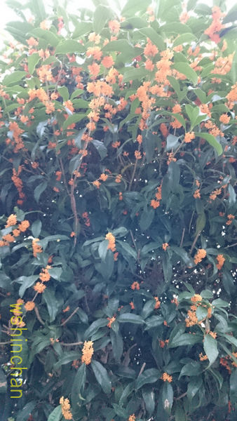 キンモクセイ がいい香り Wshinchan Next