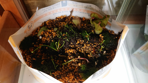 ガーデニング春a005