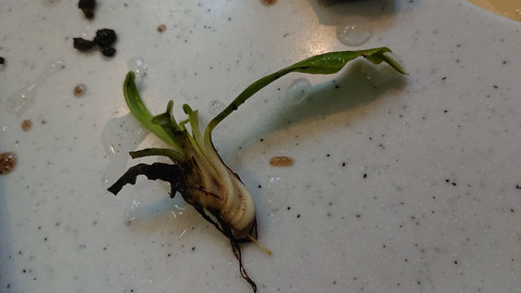 ガーデニング春a009