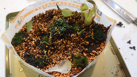 ガーデニング春a011