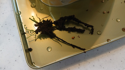 ガーデニング春a012