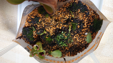 ガーデニング春a007