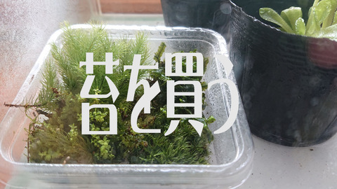 苔20240501
