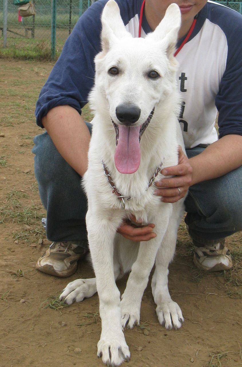 ホワイトシェパード 二人の夢 海ー