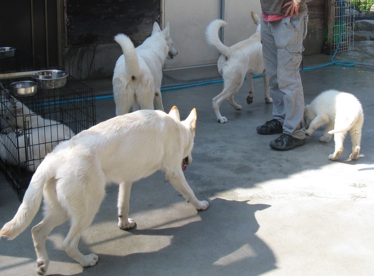 Alwayshere犬舎 二人の夢 海ー