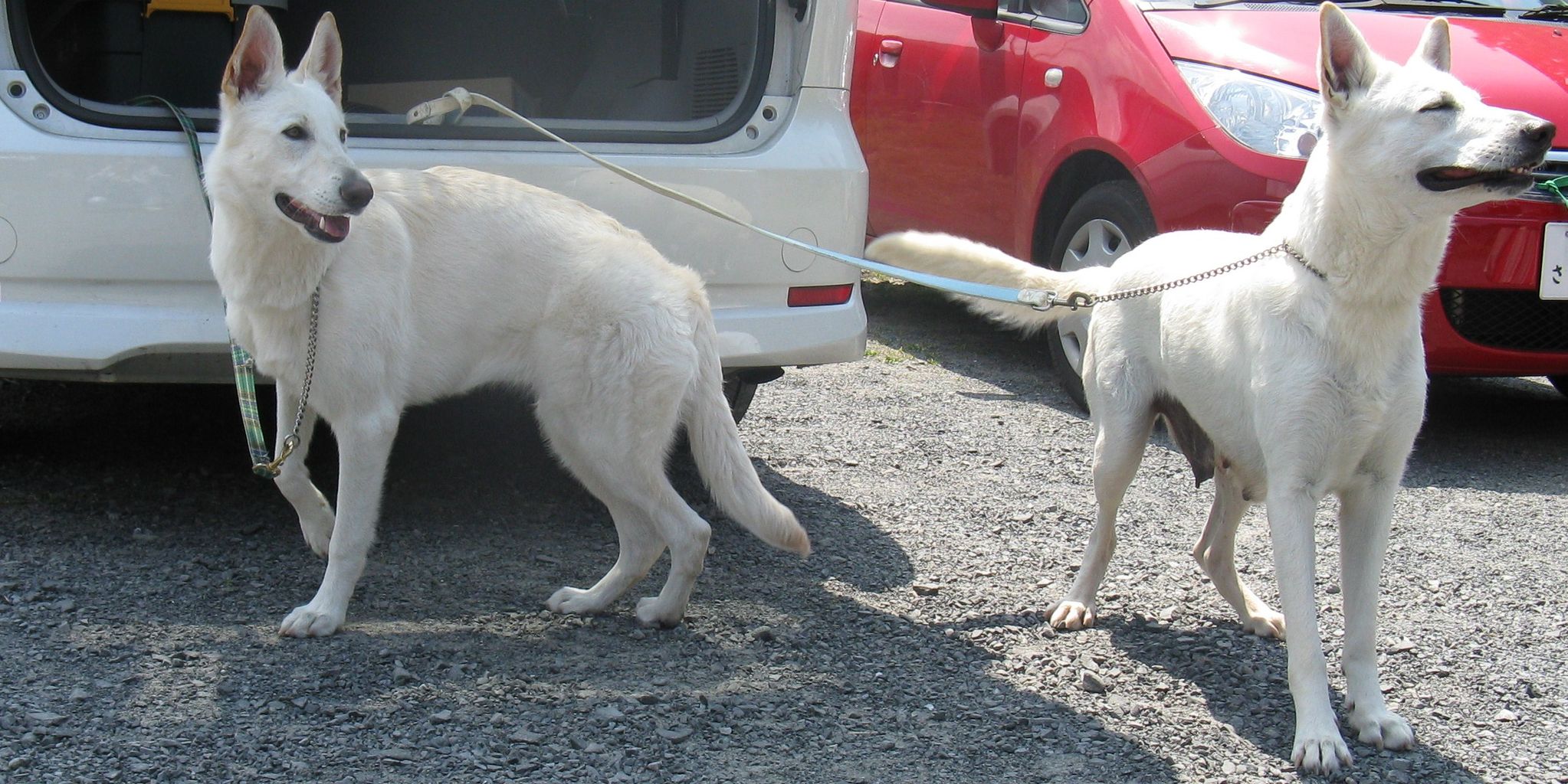Alwayshere犬舎 二人の夢 海ー