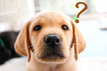 dog48